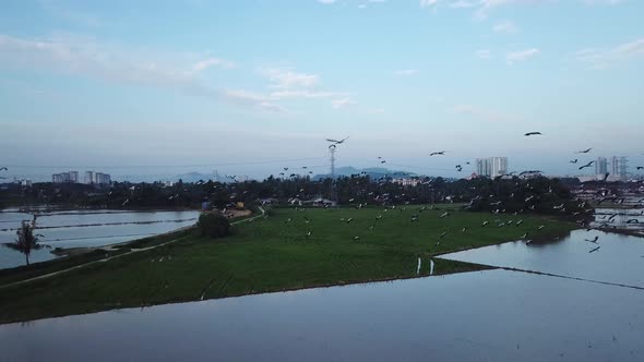 Aerial follow flock of Asian Openbill fly at Malaysia