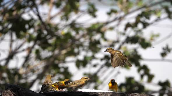 980347 Northern Masked Weavers, Ploceus taeniopterus, group at the Feeder, in flight, Lake Baringo i