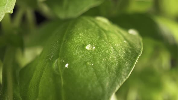 Zoom in slow macro video of water drop on basil leaf. Shot with RED helium camera in 8K