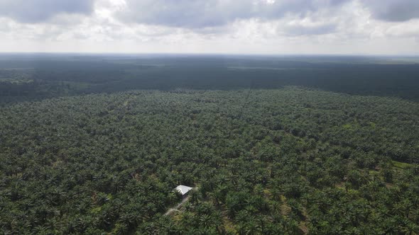 Aerial View of The Palm Oil Estates