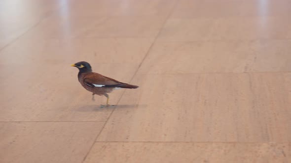 Common myna bird walking indoors