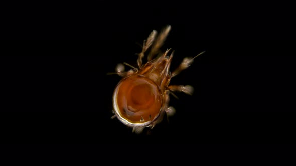 Mite Oribatida Under Microscope, Order Sarcoptiformes