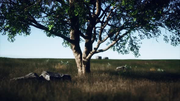 Big Tree on the African Savanna in Serengeti National Park of Tanzania