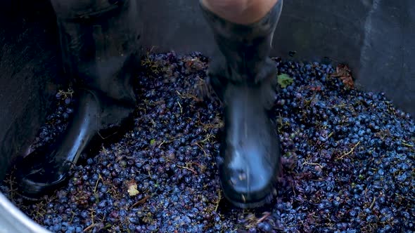 Process of Making Organic Red Wine Crafted with Old Technology and Manual Labor on Small Vineyard