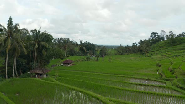 Lush Green Rice Fields Filled with Water with Small Rural Farms in Bali