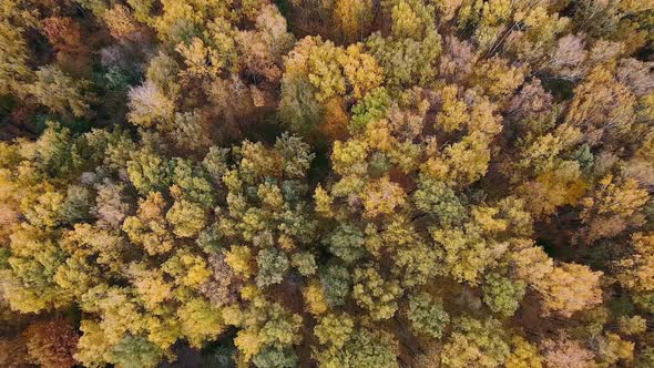 A Drone Flies Over the Autumn Forest. Autumn in Central Russia. the View from The Height.