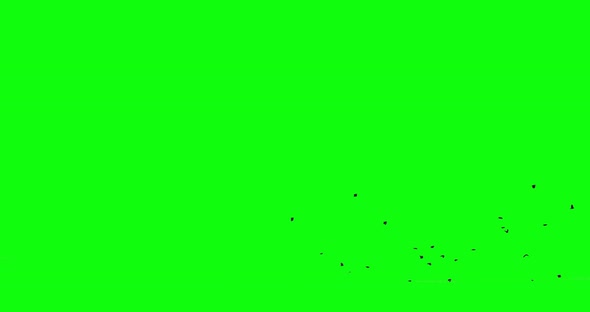 Black crows fly in the clear sky from right to left then disappear. Birds chromakey isolated