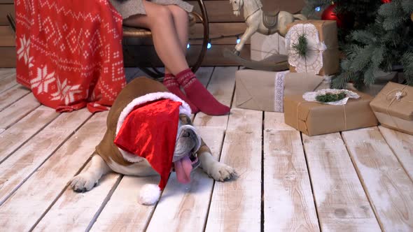 Sleepy English Bulldog in Santa Hat Lying Near His Owner and Christmas Tree at Home