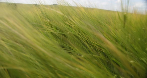 Movement Through A Field Of Young Wheat