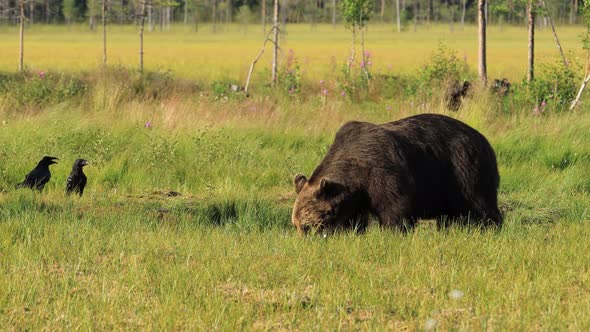 Brown Bear Ursus Arctos in Wild Nature Is a Bear That Is Found Across Much of Northern Eurasia