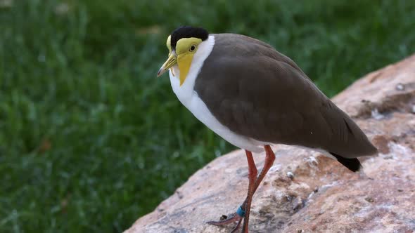 Masked Lapwing sitting on rock as it looks around