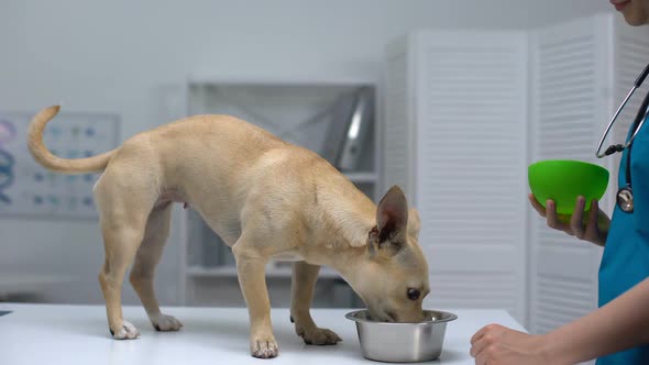 Animal Clinic Worker Feeding Dog, Putting Super Premium Food in Bowl, Healthcare