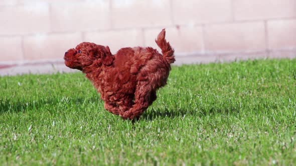 Poodle Puppies Playing Slow Motion