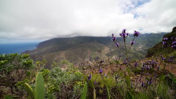 Flowers And Plants On Mountainside