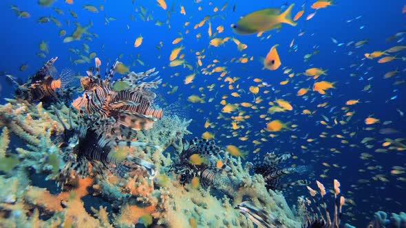 Underwater Lionfish Schooling