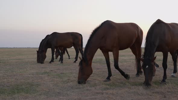 Wild Horses 06