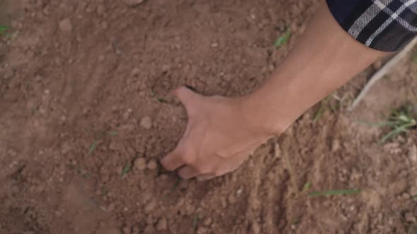 Farmers put their hands in the soil to harvest potatoes