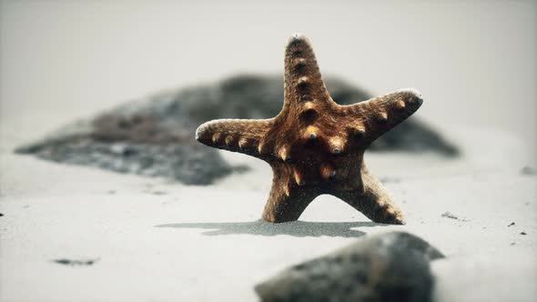 Red Starfish on Ocean Beach with Golden Sand