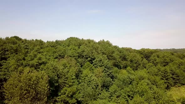 Top Down Aerial View of Green Summer Forest with Many Fresh Trees