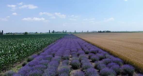 Lavender Field Between Corn And Wheat Crops On A Sunny Day