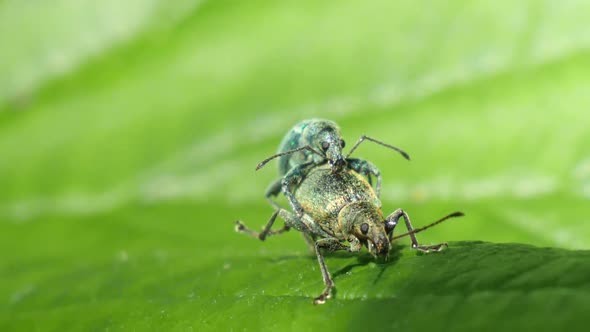Macro shot of two green beetles mating on a green lave in slow motion.