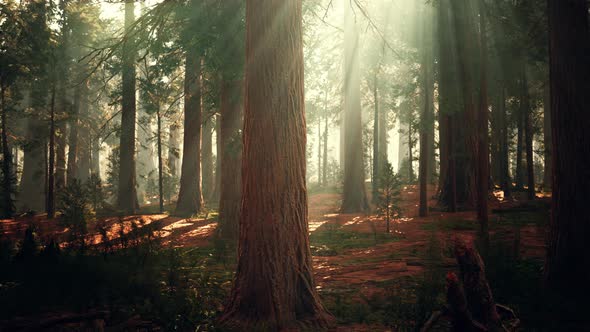 Giant Sequoias in the Giant Forest Grove in the Sequoia National Park