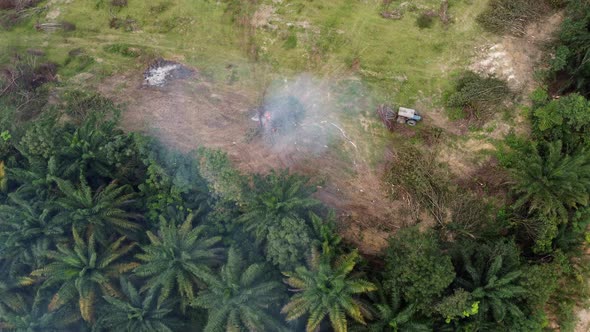 Tractor push the dry tree to open burn.