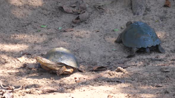 Two African helmeted turtles on the sand