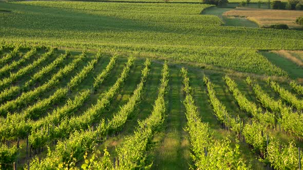 Sunset landscape bordeaux wineyard france, europe Nature, Aquitaine