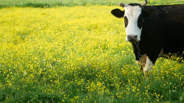 Black and white cow in spring flowers, eating green grass