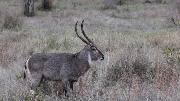 Shaggy grey male Waterbuck stands serenely amid dry savanna grass