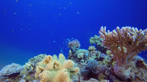Reef Underwater Marine Scene