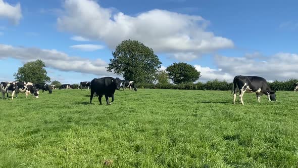 The Herd of Holstein Milk Cows Grazing on Pasture During Warm Sunny Day in Summer on Blue Sky