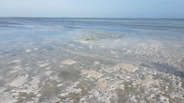 Low Tide in the Ocean Near the Coast of Zanzibar Island Tanzania