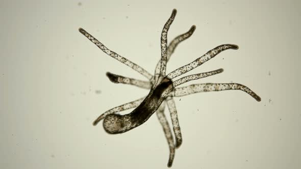 Sea Hydra Under the Microscope, a Genus of a Marine Inactive Intestinal Cavity, a Biologically