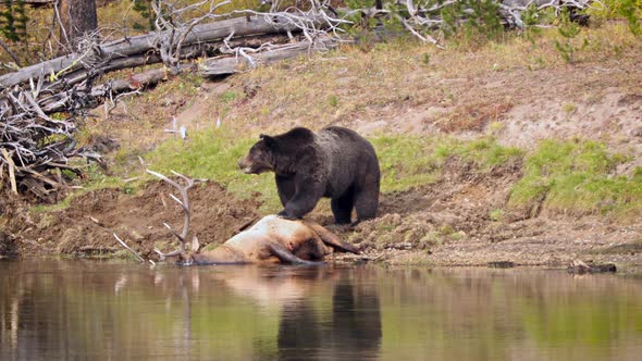 Grizzly Bear with a recently killed elk in Yellowstone National Park