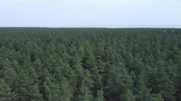 Pine Forest in the Afternoon Aerial View Slow Motion