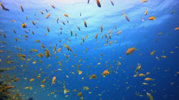 Underwater Tropical Blue Sea Water