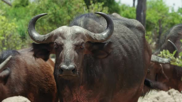 Adult female African Buffalo looking at the camera, surrounded by the herd. Telephoto medium shot.