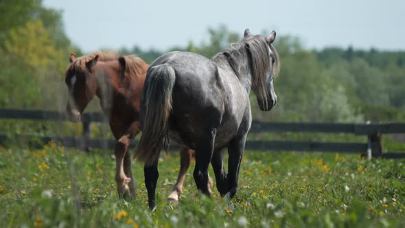 Grey and Brown Horses Graze Walking Along Fresh Grass