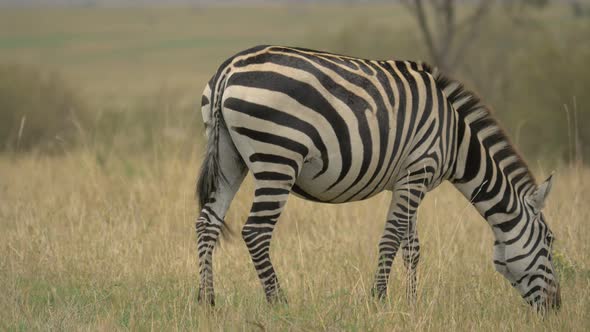 Plains zebra grazing