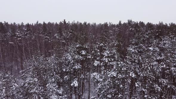 Aerial Photography of a Pine and Birch Forest