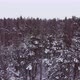 Aerial Photography of a Pine and Birch Forest - VideoHive Item for Sale