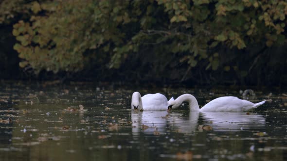 Two white swans swim on the lake, river. The lake is covered with autumn leaves.