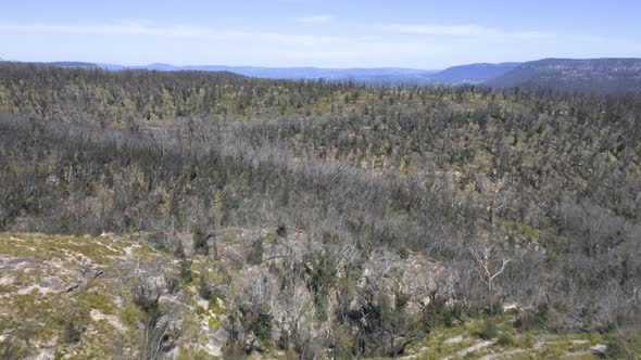 Drone aerial footage of forest regeneration after bushfires in regional Australia