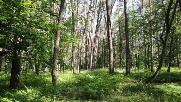 Beautiful Green Forest on a Summer Day Slow Motion