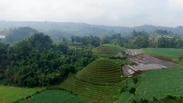 Terraced potato plantation on hill slopes aerial view, Java, Indonesia