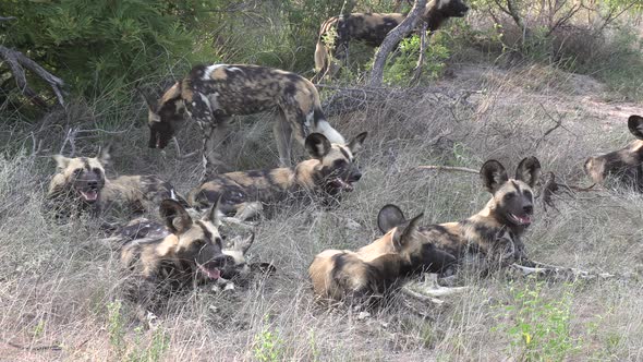 A pack of African Wild Dogs resting together in the grass.