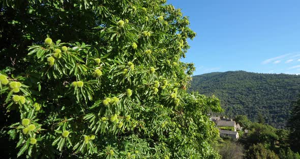 Chestnut tree, Saint Martin de Lansuscle, The Cevennes National park, Lozere department, France