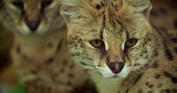 a couple of ocelots close-up resting in the shade